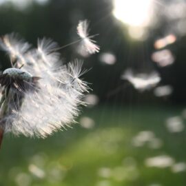 Heuschnupfen – Pollenallergie: der warme Winter führt zu frühem Pollenflug